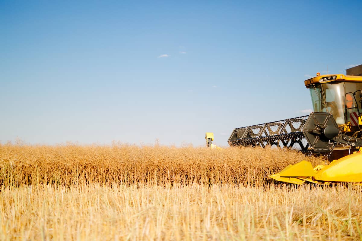 what is oat milk made of - oat farm