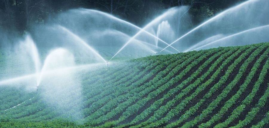 watering crops