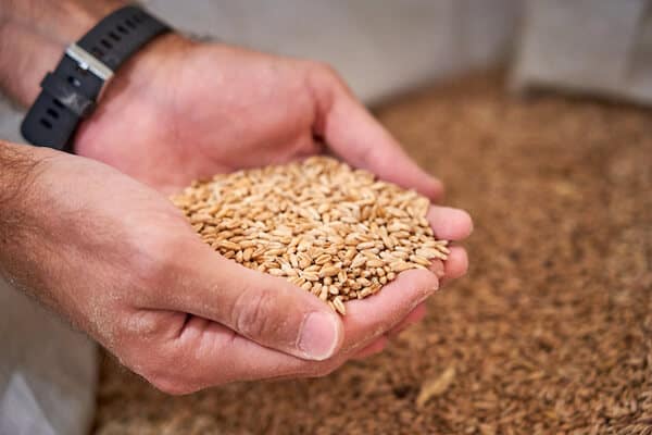 farmer holding oat seeds