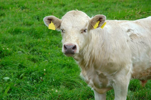 white cow