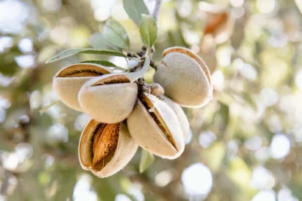 close up of almonds hanging on a tree before harvesting