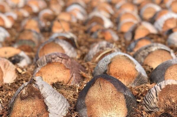 close up of harvested coconuts