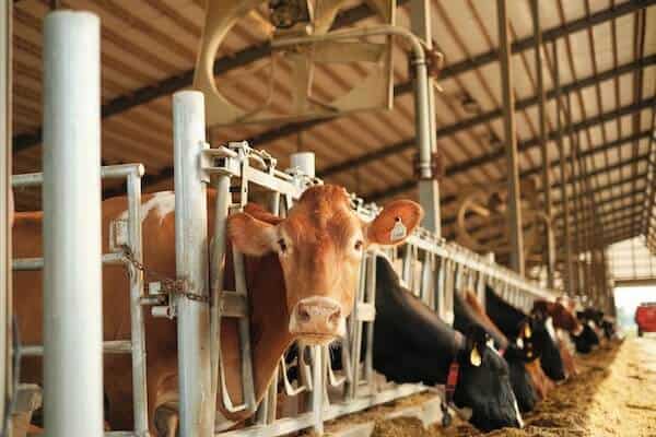 dairy farm cows feeding