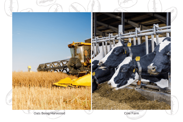 oat field vs cow farm