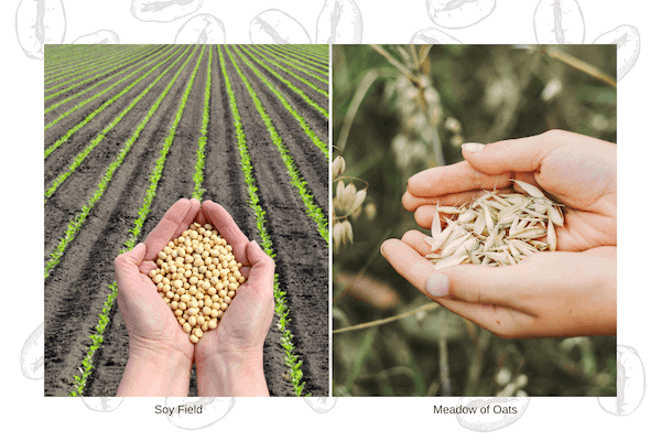 oat field vs soy field