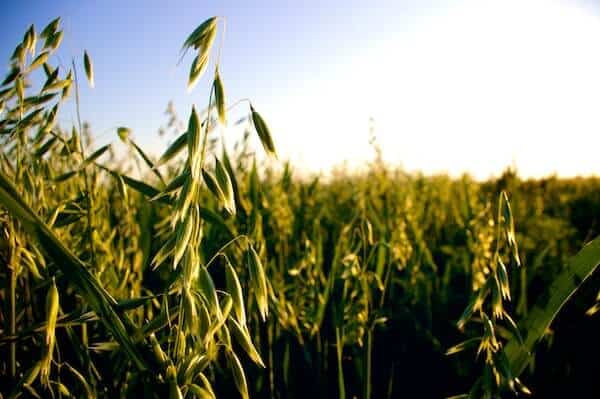 oat field blue sky