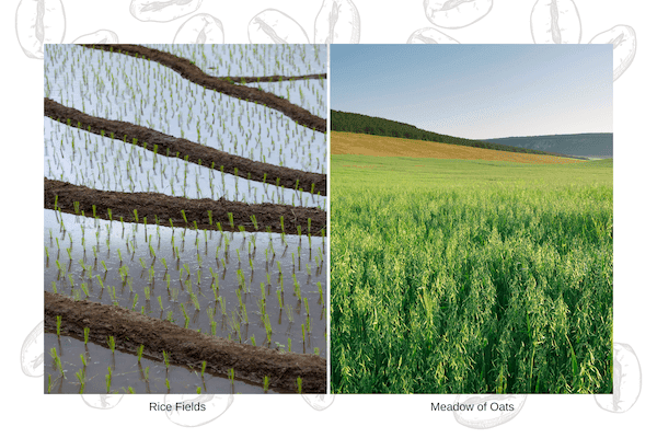 rice field vs oat field