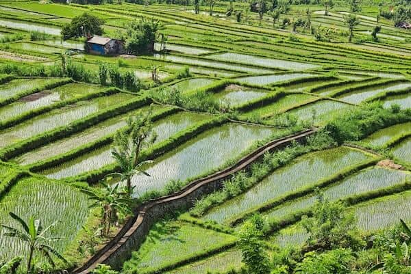 rice paddies arial view