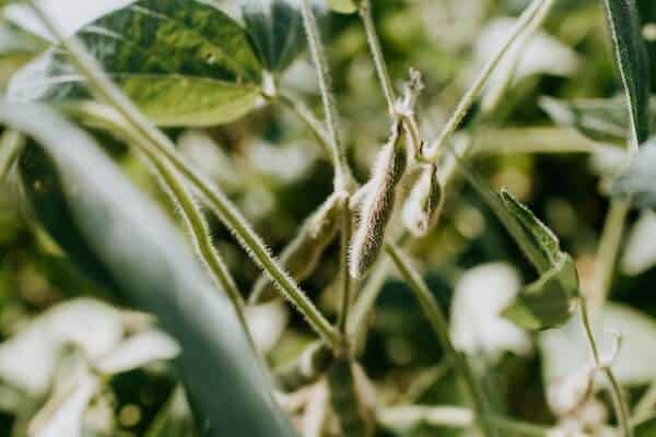 soy bean field fuzzy soy pod